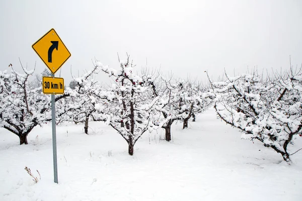 Kar, Summerland, British Columbia, Kanada 'daki Penticton yakınlarındaki Okanagan Vadisi' nde kış mevsiminde organik gala elma bahçesini kaplamıştı..