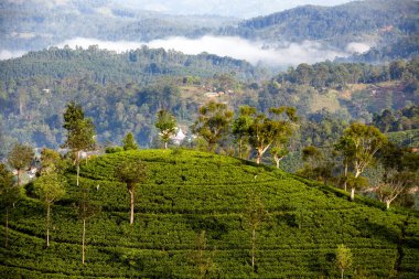 Sri Lanka 'da Nuwara Eliya ve Kandy yakınlarındaki organik çay tarlası vitrinleri yemyeşil ve yuvarlanan tepeler