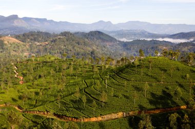 Sri Lanka 'da Nuwara Eliya ve Kandy yakınlarındaki organik çay tarlası vitrinleri yemyeşil ve yuvarlanan tepeler