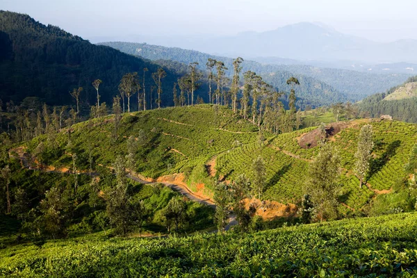 Sri Lanka 'da Nuwara Eliya ve Kandy yakınlarındaki organik çay tarlası vitrinleri yemyeşil ve yuvarlanan tepeler