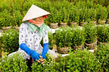 Can Tho, Vietnam - 12 Aralık 2008: Vietnam 'da Can Tho Eyaleti' nde fidanlıkta çalışan Vietnamlı kadın.