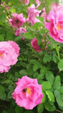 Bir arı, güneşli bir yaz gününde pembe bir gül çiçeğinde polen ve nektar toplar. Yüksek kalite 4k görüntü