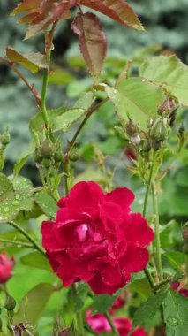 Yağmurdan sonra bahçede çiçekler. Yağmur damlalarında güzel kırmızı bir gül. Yüksek kalite 4k görüntü