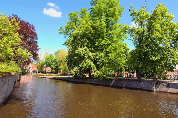 美丽的运河 在银行的大和老树 绿草上的白天鹅 春季景观照片 布鲁日 荷兰语 布鲁日 比利时 — 图库照片
