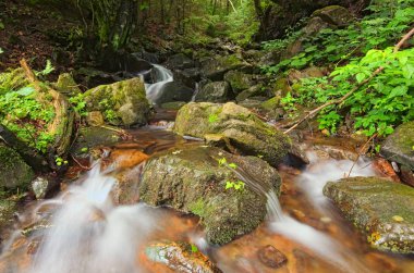 Şelale manzarası güzel bir bakış. Küçük şelale derin yeşil orman içinde. Zakarpattya, Ukrayna.