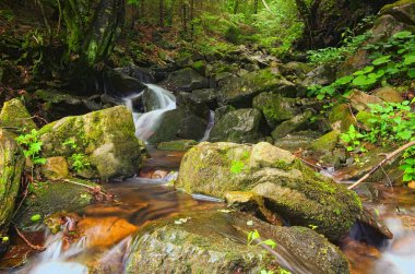 Taze yeşil ağaçlar çevreleyen harika küçük şelale. Yaz manzara fotoğraf. Zakarpattya, Ukrayna.