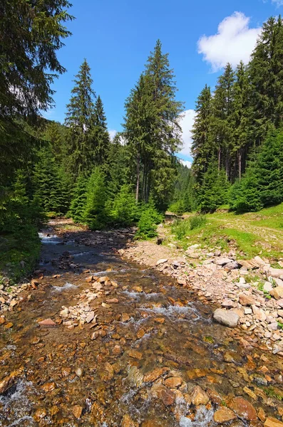 Ormandaki küçük dağ hızlı akışı. Orman ve nehir taşları ile büyülü toplayan. Yaz manzara fotoğraf. Zakarpatska oblast, Ukraine.