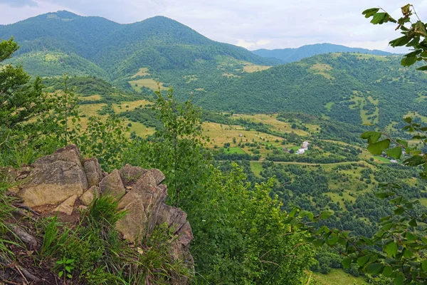 カルパティア フォレスト 夏に松林と山のある風景します スパルタク モスクワ ウクライナ — ストック写真