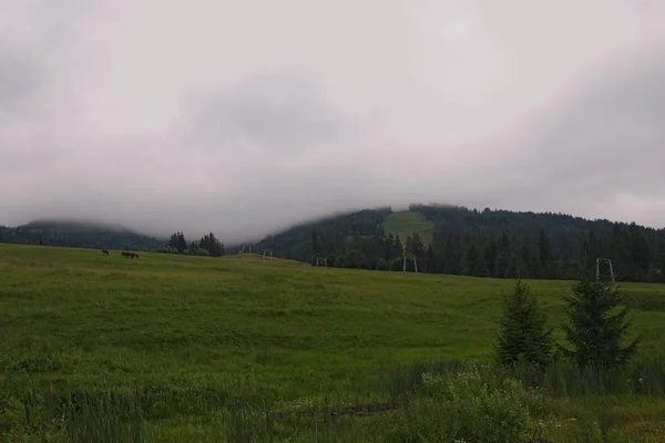 Jour Pluie Été Paysage Dans Les Montagnes Avec Chevaux Brouillard — Photo