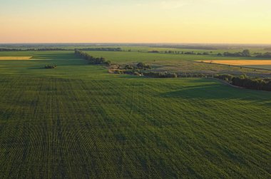 Güneşli yaz gününde hava görünümünü satırların tarım alanlarındaki günbatımı sırasında bitkilerin. Kiev region, Ukrayna.