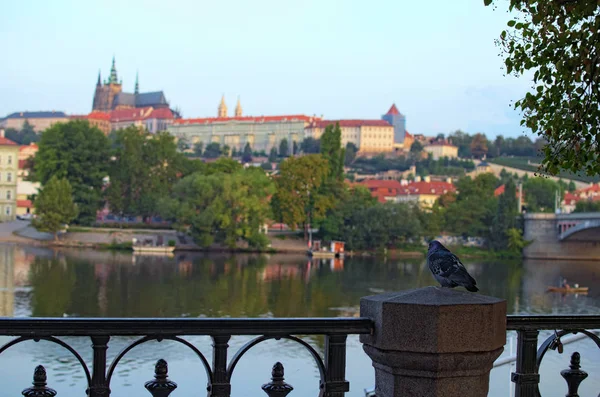 Niebieski Gołąb Siada Tle Zamku Praskiego Saint Vitus Cathedral Centrum — Zdjęcie stockowe