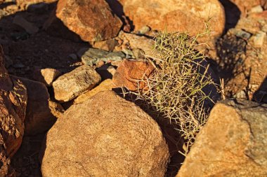 Alhagi olso camelthorns veya kudret helvası ağaçlar denir. Eski Dünya bitkileri baklagiller ailesindeki bir cinsidir. Taşlar arasında küçük bitki. Mount Sinai (Mount Horeb, Gabal Musa). Sina Yarımadası Mısır.