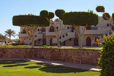 Palmiye ağaçları ve diğer ağaçlar bir otel binaların arka plan, çevre düzenlemesi. Yaz tatil kavramı. Sina Yarımadası, Sharm El Sheikh, Mısır.