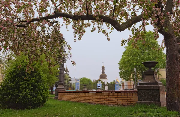 Naturkonzept. Baum in voller Blüte auf dem Heiligen Wladimir Hügel. Im Hintergrund ein weißer alter Glockenturm. Frühlingshafter nebliger Morgen. heiliger Wladimir-Hügel, kyiv, ukraine — Stockfoto