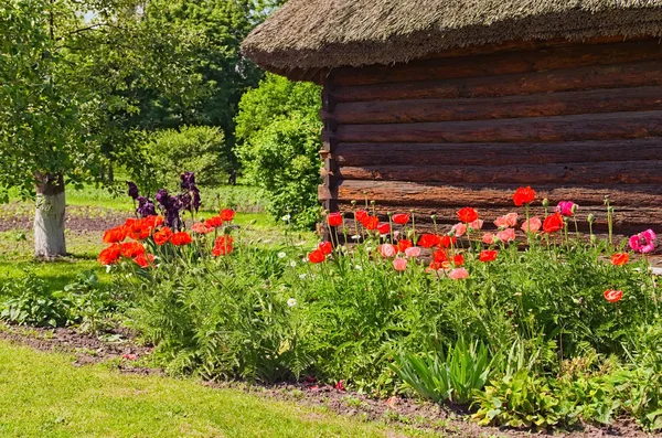 Amazing landscape of ancient wooden house with flower bed in sunny spring day. Concept of historical buildings in ancient Ukrainian village. Pereyaslav-Khmelnitsky Museum of Folk Architecture and Life — Stock Photo, Image