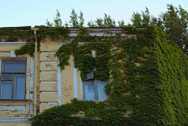 石に自然の美しさを加える。ツタで覆われた家の建物。緑のツタ植物登りレンガの壁。小さなレンガ造りの家の窓が2つ。ファサードは部分的に太いツタで肥大している — ストック写真
