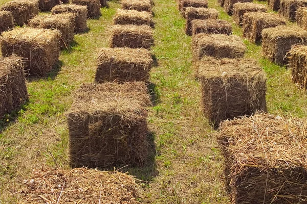 Siano stos kostki w polu. Koncepcja eko siedzenia dla ludzi podczas festiwalu. Koncepcja lato. Berry Festival Brusviana. Kostivtsi, Ukraina — Zdjęcie stockowe