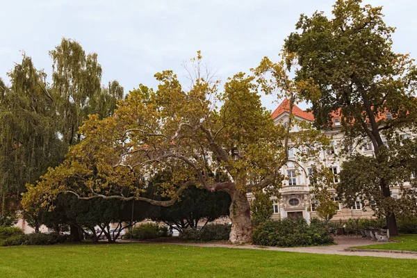 Gyönyörű nagy és öreg fák kis park szívében a régi része a város Maribor. Szlovén város ősszel felhős napon. Maribor, Szlovénia. A táj és a természet fogalma — Stock Fotó