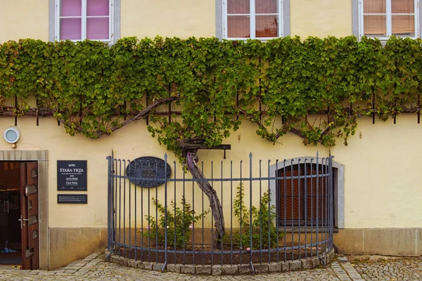 Maribor, Slovenië-24 september 2019: De oudste wijnstok ter wereld in Maribor. Stara Trta uit Maribor. Beroemde toeristische plaats en reisbestemming in Europa — Stockfoto