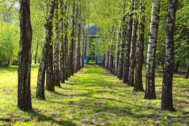 Huş ağacından eski ahşap pavyona kadar olan patika manzarası hayret verici. Arka planda çocukları olan aile çifti. Romantik ve huzurlu bir sahne..