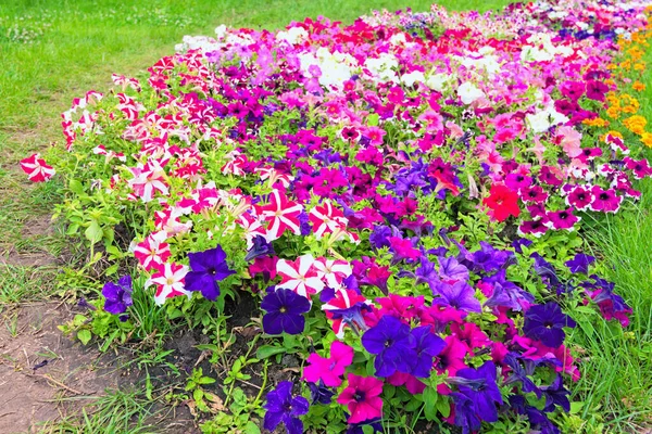 Floral Safari Festival Spivoche Pole Singing Field Traditional Summer Flower — Stock Photo, Image