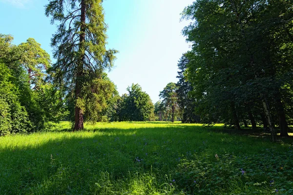 Förbluffande Natur Landskap Med Olika Gamla Träd Och Gräs Med — Stockfoto