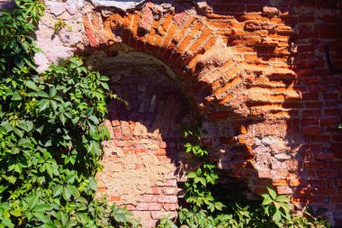 Kırmızı tuğlalı antik duvar, çatlak eski boya ve büyük çalılar. Bila Tserkva 'daki İskenderiye' deki antik harabeler. Manzara ve doğa kavramı. Yaz güneşli bir gün.