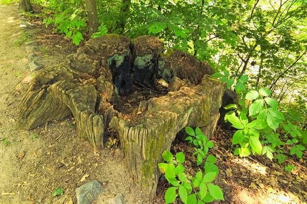 Amplia Vista Angular Del Tocón Árbol Viejo Cubierto Musgo Viejo —  Fotos de Stock