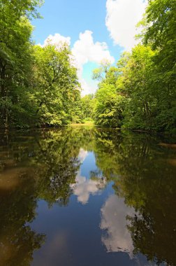 Güneşli bir günde eski sık ormandaki küçük göletin güzel yaz manzarası. Beyaz bulutlu mavi gökyüzü ve ağaçlar su yüzeyine yansıyor. Ukrayna 'nın Bila Tserkva kentindeki botanik bahçesi..