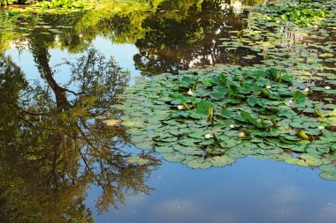 Yüzeyinde nilüfer yaprakları olan resimli gölet manzarası. Ukrayna, Bila Tserkva 'daki Oleksandriya manzarası. Yaz güneşli bir gün.