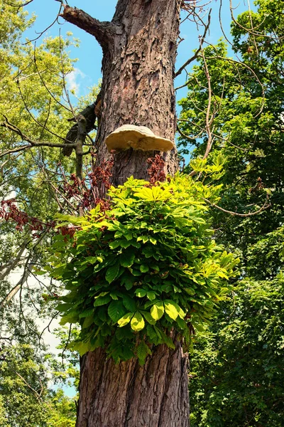 Grote Witte Polypore Paddestoel Groeit Een Kastanjeboomstronk Parasitaire Schimmels Paddenstoelparasiet — Stockfoto