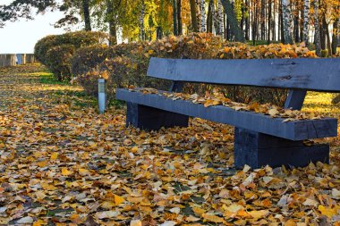 Parktaki ahşap bir bankta sarı sonbahar yaprakları. Resimli altın rengi sonbahar. Manzara ve doğa anlayışı.