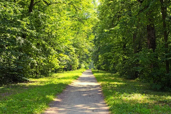 Picturesquel Sentier Étroit Droit Travers Forêt Par Une Journée Ensoleillée — Photo