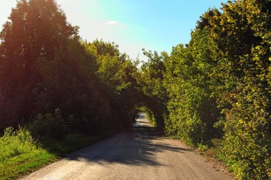Güneşli yaz günlerinde ağaçlı eski kırsal asfalt yolunun muhteşem manzarası. Yol boyunca yeşil ağaçtan oluşan doğal bir tünel. Her iki tarafında ağaçlar olan eski asfalt otoyol. Ukrayna.