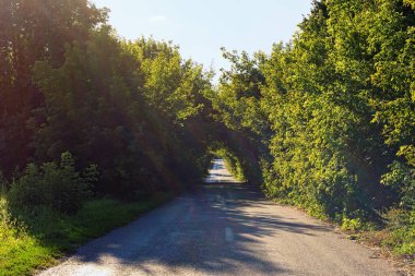 Yazın güneşli bir günde ağaç tüneli olan eski kırsal asfalt yolu manzaralı. Yol boyunca yeşil ağaçtan oluşan doğal bir tünel. Her iki tarafında ağaçlar olan eski asfalt otoyol. Ukrayna.