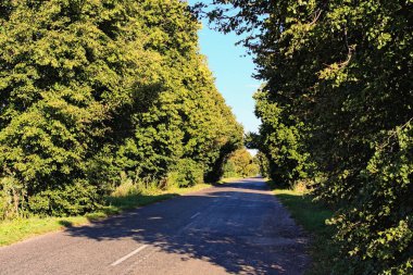 Güneşli yaz günlerinde ağaçlı eski kırsal asfalt yolu manzarası. Yol boyunca yeşil ağaçtan oluşan doğal bir tünel. Her iki tarafında ağaçlar olan eski asfalt otoyol. Ukrayna.