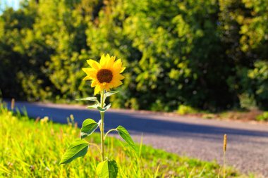 Arka planda eski ağaçlar olan asfalt yolda yalnız sarı ayçiçeğinin manzarası. Arka plan bulanık. Manzaralı güneşli yaz günü. Ukrayna.