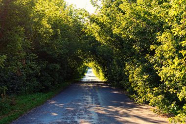 Yazın güneşli bir günde ağaç tüneli olan eski kırsal asfalt yolu harika görünüyor. Yol boyunca yeşil ağaçtan oluşan doğal bir tünel. Her iki tarafında ağaçlar olan eski asfalt otoyol. Ukrayna.