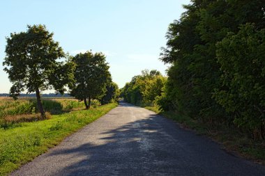 Yazın güneşli bir öğleden sonra ağaç tüneli olan eski kırsal yol manzaralı. Yol boyunca yeşil ağaçtan oluşan doğal bir tünel. Her iki tarafında ağaçlar olan eski asfalt otoyol. Ukrayna.