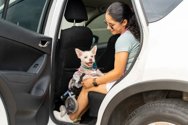 Young woman with her dog in a wheelchair in the car, ready to go to the park.