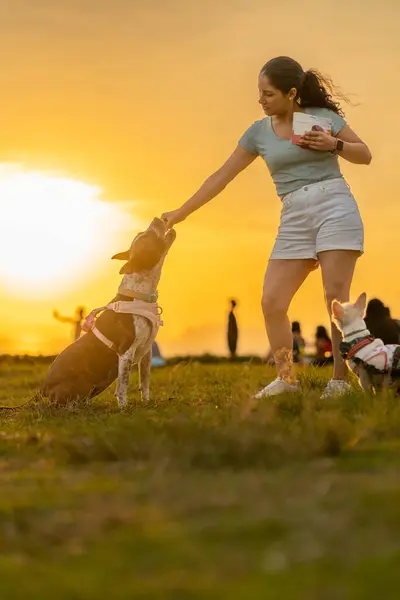 Woman giving her dogs a treat for sitting in the park, sunset time