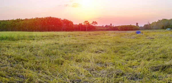 Reisfeldpanarama Mit Sonnenaufgang Oder Sonnenuntergang Und Fackeln Über Der Sonne — Stockfoto