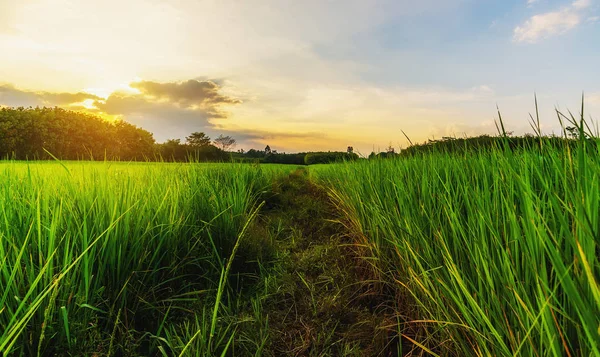 Pirinç Alan Gündoğumu Veya Günbatımı Üzerinde Güneşte Futbol Işık Ile — Stok fotoğraf