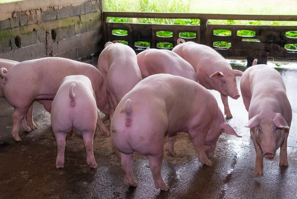 Kırsaldaki bir çiftlikte pembe domuzlar yetiştiriyor. Çiftlik domuzu kavramı.