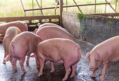 Kırsaldaki bir çiftlikte pembe domuzlar yetiştiriyor. Çiftlik domuzu kavramı.