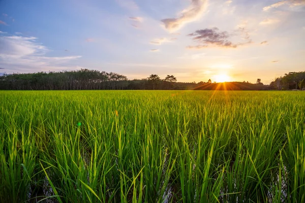 Campo Arroz Con Amanecer Atardecer Destello Rayo Sol Sobre Sol —  Fotos de Stock