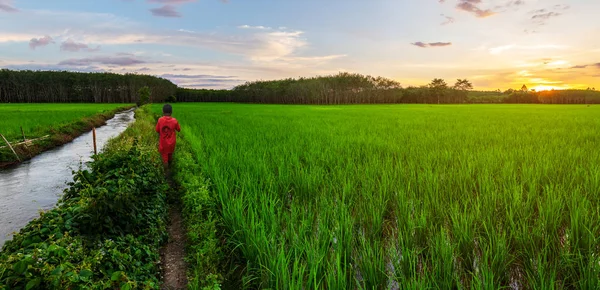 Reisfeldpanorama Mit Kind Bei Sonnenaufgang Oder Sonnenuntergang Der Dämmerung — Stockfoto
