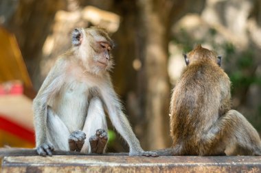 Asya maymunu yaban hayatı