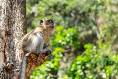 Asya maymunu yaban hayatı
