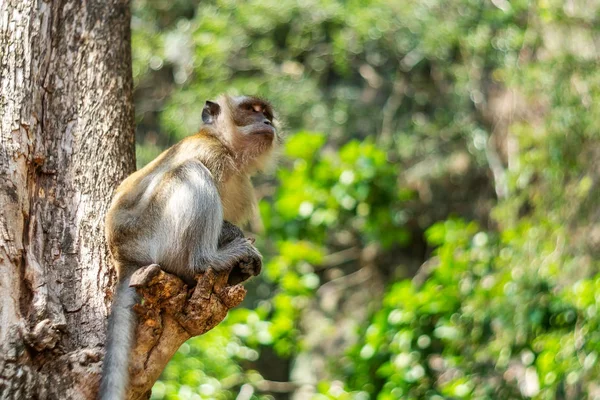 Asia scimmia fauna selvatica — Foto Stock